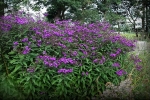 Wernonia włosista